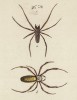 Пауки крестовики семейства Epeira (лат.) (лист из Monographie der spinne... Нюрнберг. 1829 год (экземпляр № 26 из 100))