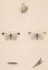 Бабочка беляночка горошковая, или горчичница (лат. Papilio sinapis), её гусеница и куколка. History of British Butterflies Френсиса Морриса. Лондон, 1870, л.11