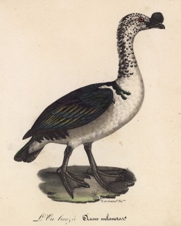 Золотистый гусь (лист из альбома литографий "Галерея птиц... королевского сада", изданного в Париже в 1825 году)