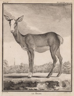 Олениха (лист XXVIII иллюстраций ко второму тому знаменитой "Естественной истории" графа де Бюффона, изданному в Париже в 1749 году)