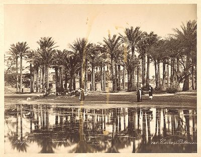 Каирские пальмы. 