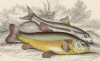 1. Пескарь 2. Линь (1. Gudgon 2. Tench (англ.)) (лист 25 XXXII тома "Библиотеки натуралиста" Вильяма Жардина, изданного в Эдинбурге в 1843 году)