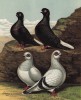 Вверху: чёрные голуби-капуцины. Внизу: голуби дамасские (из знаменитой "Книги голубей..." Роберта Фултона, изданной в Лондоне в 1874 году)
