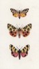 Бабочки рода Chelonia: Fasciata (1), Caja (2) и Hebe (3) (лат.) (лист 57)