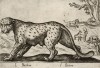 Пантера (лист из альбома Nova raccolta de li animali piu curiosi del mondo disegnati et intagliati da Antonio Tempesta... Рим. 1651 год)