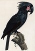 Ара чёрный (лист 12 иллюстраций к первому тому Histoire naturelle des perroquets Франсуа Левальяна. Изображения попугаев из этой работы считаются одними из красивейших в истории. Париж. 1801 год)