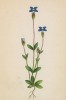 Горечавка ледниковая (Gentiana glacialis (лат.)) (лист 294 известной работы Йозефа Карла Вебера "Растения Альп", изданной в Мюнхене в 1872 году)