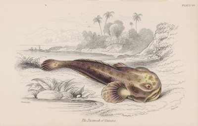 Рыбина по имени пакамах на берегу южного моря (Lophius pacamah (лат.)) (лист 28 тома XL "Библиотеки натуралиста" Вильяма Жардина, изданного в Эдинбурге в 1860 году)