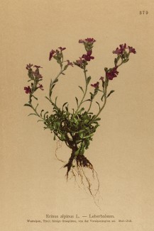 Эринус альпийский (Erinus alpinus (лат.)) (из Atlas der Alpenflora. Дрезден. 1897 год. Том IV. Лист 379)