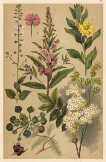 Медуница (Filipendula Ulmaria Maxim), иван-чай (Epilobium augustifolium), ослинник двулетний (Oenothera biennis), колдун-трава (Circaea lutetiana), водяные орехи, или чилим (Trapa natans)