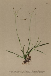 Ожика в полном цвету (Luzula flavescens (Host.) Gaud (лат.)) (из Atlas der Alpenflora. Дрезден. 1897 год. Том I. Лист 37)