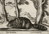 Пушной зверь (вероятно бобр) (лист из альбома Nova raccolta de li animali piu curiosi del mondo disegnati et intagliati da Antonio Tempesta... Рим. 1651 год)