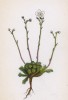 Камнеломка оттопыренная (Saxifraga squarrosa (лат.)) (лист 166 известной работы Йозефа Карла Вебера "Растения Альп", изданной в Мюнхене в 1872 году)