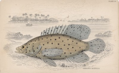 Леопардовый группер (Serranus altivelis (лат.)) (лист 20 XXIX тома "Библиотеки натуралиста" Вильяма Жардина, изданного в Эдинбурге в 1835 году