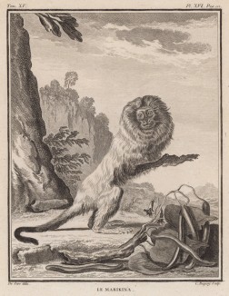 Золотистая игрунка, или золотистый львиный тамарин, он же розалия. Лист XVI иллюстраций к пятнадцатому тому знаменитой "Естественной истории" графа де Бюффона. Париж, 1767