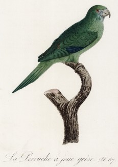Серощёкий тонкоклювый попугай (лист 67 иллюстраций к первому тому Histoire naturelle des perroquets Франсуа Левальяна. Изображения попугаев из этой работы считаются одними из красивейших в истории. Париж. 1801 год)