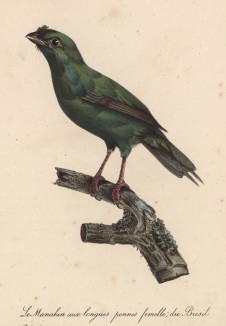Самочка-манакин из Бразилии (лист из альбома литографий "Галерея птиц... королевского сада", изданного в Париже в 1822 году)