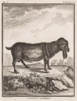 Африканский козёл (лист XIV иллюстраций к пятому тому знаменитой "Естественной истории" графа де Бюффона, изданному в Париже в 1755 году)