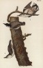 Поползень каролинский (Sitta carolinensis) 1. Самец 2. Взрослые самки (лист 46 известной работы Бенджамина Уоррена "Птицы Пенсильвании", иллюстрированной по мотивам оригиналов Джона Одюбона. США. 1890 год)