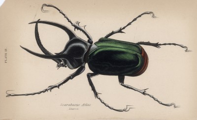 Жук-скарабейник (Scarabeus Atlas (лат.)) (лист 13 XXXV тома "Библиотеки натуралиста" Вильяма Жардина, изданного в Эдинбурге в 1843 году)