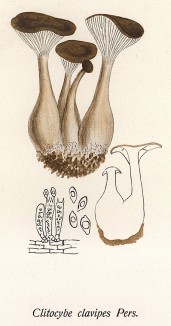 Говорушка булавоногая или булавовидноногая, Clitocube clavipes Pers. (лат.). Дж.Бресадола, Funghi mangerecci e velenosi, т.I, л.53. Тренто, 1933