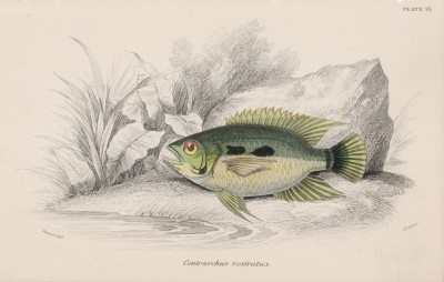 Окунь пятнистый (Centrarchus rostratus (лат.)) (лист 15 тома XL "Библиотеки натуралиста" Вильяма Жардина, изданного в Эдинбурге в 1860 году)