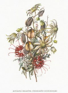 Фланелевый цветок и стенокарпус Каннингема (лат. Actinotus helianthi и Stenocarpus cunninghamii). Из альбома Fruits and Flowers. Лондон, 1955