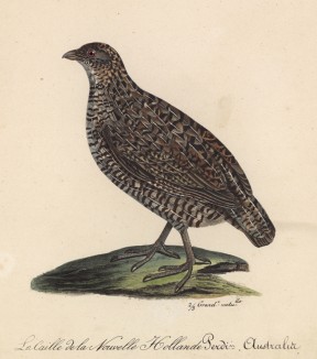 Перепел австралийский (лист из альбома литографий "Галерея птиц... королевского сада", изданного в Париже в 1825 году)