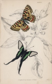 Бабочки 1. Leptocircus Curius 2. Thais (лат.) (лист 5 XXXVI тома "Библиотеки натуралиста" Вильяма Жардина, изданного в Эдинбурге в 1837 году)