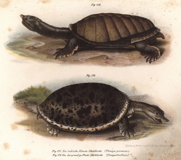 Черепахи Trionyx granosus и Platypeltis ferox (лат.) (из Naturgeschichte der Amphibien in ihren Sämmtlichen hauptformen. Вена. 1864 год)