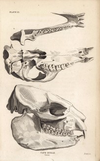 Череп горного дамана. Cape Hypax (англ.). Вильям Жардин, "Библиотека натуралиста". Эдинбург, 1840