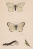 Бабочка боярышница (лат. Papilio crataegi), её гусеница и куколка. History of British Butterflies Френсиса Морриса. Лондон, 1870, л.6
