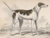 Борзая (Oriental hound (англ.)) (лист 11 тома V "Библиотеки натуралиста" Вильяма Жардина, изданного в Эдинбурге в 1840 году)
