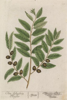 Олива европейская (лат. Olea europaea; олива, маслина) — вечнозелёное субтропическое дерево рода маслина (лист 213 "Гербария" Элизабет Блеквелл, изданного в Нюрнберге в 1757 году)