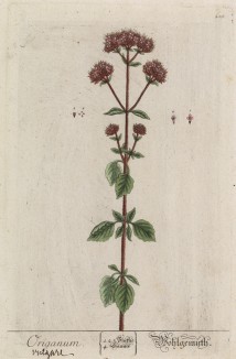 Душица, материнка (Origanum vulgare (лат.)) -- лекарственное растение от всех болезней (лист 280 "Гербария" Элизабет Блеквелл, изданного в Нюрнберге в 1757 году)