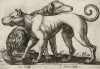 Гончие собаки (лист из альбома Nova raccolta de li animali piu curiosi del mondo disegnati et intagliati da Antonio Tempesta... Рим. 1651 год)