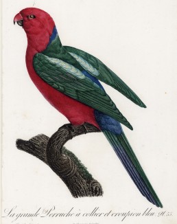 Синехвостый ожереловый попугай (лист 55 иллюстраций к первому тому Histoire naturelle des perroquets Франсуа Левальяна. Изображения попугаев из этой работы считаются одними из красивейших в истории. Париж. 1801 год)