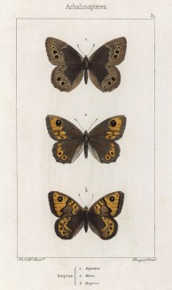 Бабочки рода Satyrus (бархатницы, или сатириды). Dejanira (1), Maera (2), Megaera (3) (лат.) (лист 31)