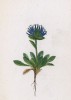 Кольник малоцветковый (Phyteuma pauciflorum (лат.)) (лист 248 известной работы Йозефа Карла Вебера "Растения Альп", изданной в Мюнхене в 1872 году)