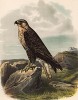 Степной сарыч, или курганник, в 1/3 натуральной величины (лист XIV красивой работы Оскара фон Ризенталя "Хищные птицы Германии...", изданной в Касселе в 1894 году)