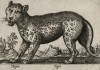 Тигр странноватый (лист из альбома Nova raccolta de li animali piu curiosi del mondo disegnati et intagliati da Antonio Tempesta... Рим. 1651 год)