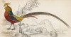 Золотой фазан (Phasanius pictus (лат.)) (лист 18* тома XX "Библиотеки натуралиста" Вильяма Жардина, изданного в Эдинбурге в 1834 году)