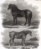 Шайр, или бейквелловская вороная лошадь, выведенная Робертом Бейквеллом, - самый крупный английский тяжеловоз. Внизу: саффолкская лошадь (древнейшая британская порода). Encyclopaedia Britannica. Лондон, 1816