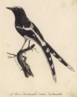 Дрозд (лист из альбома литографий "Галерея птиц... королевского сада", изданного в Париже в 1822 году)