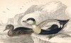 Гага обыкновенная (Somateria mollissima (лат.)) (лист 7 тома XXVII "Библиотеки натуралиста" Вильяма Жардина, изданного в Эдинбурге в 1843 году)