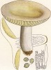Сыроежка лайковая или зелёно-красная, Russula alutacea Pers. (лат.). Хороший съедобный гриб. Дж.Бресадола, Funghi mangerecci e velenosi, т.II, л.127. Тренто, 1933