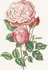 Чайная роза Кобальт. С литографии Генри Кёртиса из издания "Магия розы". Штутгарт, 1963 г.