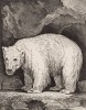 Белый медведь (лист XVIII иллюстраций к третьему тому знаменитой "Естественной истории" графа де Бюффона, изданному в Париже в 1750 году)
