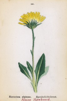 Ястребинка альпийская (Hieracium alpinum (лат.)) (лист 246 известной работы Йозефа Карла Вебера "Растения Альп", изданной в Мюнхене в 1872 году)