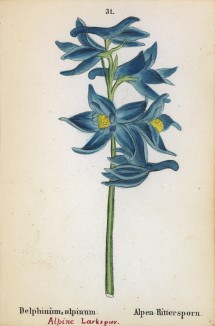 Дельфиниум альпийский (Delphinium alpinum (лат.)) (лист 31 известной работы Йозефа Карла Вебера "Растения Альп", изданной в Мюнхене в 1872 году)